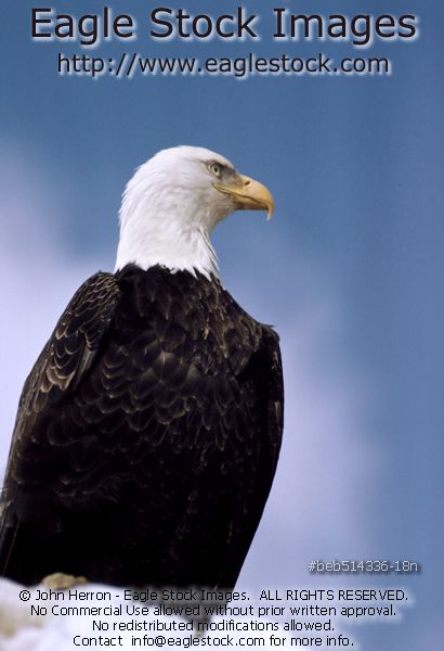 Bald Eagle on Snow Covered Cliff - Blue sky and cloud background